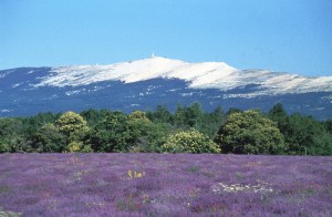 Lavandes et Mont Ventoux